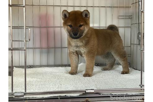 成約済の岡山県の柴犬-169831の3枚目