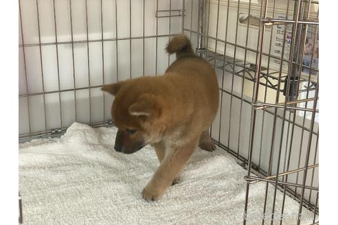 成約済の岡山県の柴犬-169831の4枚目