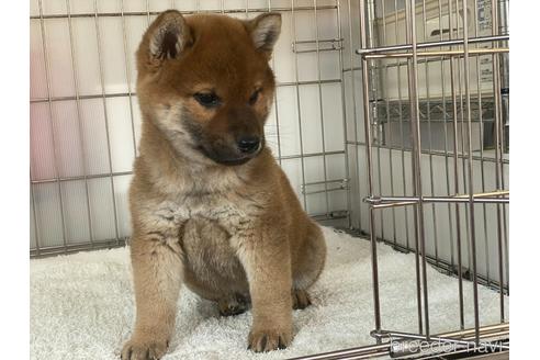 成約済の岡山県の柴犬-169831の5枚目