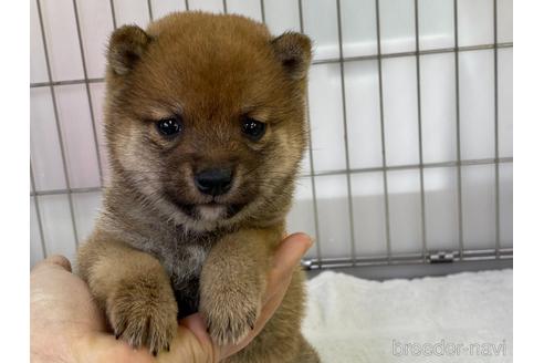 成約済の岡山県の豆柴-165062の1枚目