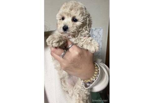 成約済の茨城県のトイプードル-169722の5枚目