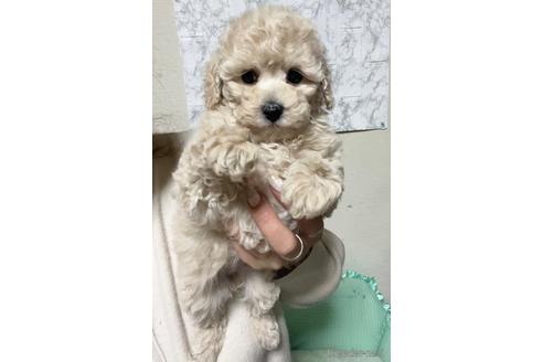 成約済の茨城県のトイプードル-169722の2枚目
