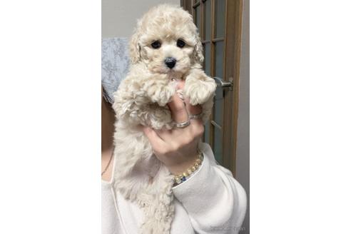 成約済の茨城県のトイプードル-169722の3枚目