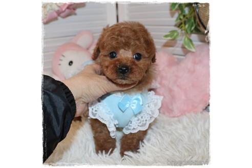 成約済の岡山県のトイプードル-168278