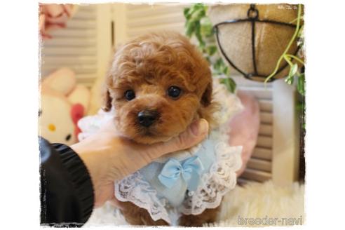 成約済の岡山県のトイプードル-168278の5枚目