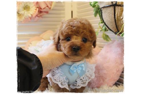 成約済の岡山県のトイプードル-168278の4枚目