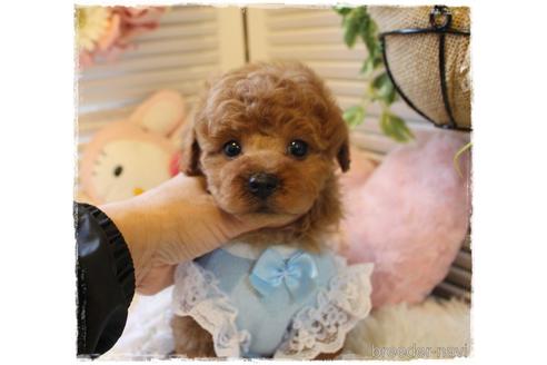 成約済の岡山県のトイプードル-168278の3枚目