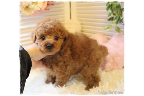 成約済の岡山県のトイプードル-168278の2枚目