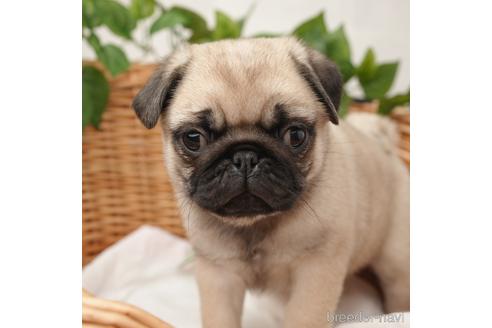 成約済の愛媛県のパグ-169869の1枚目