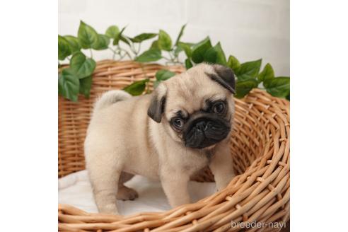 成約済の愛媛県のパグ-169869の2枚目