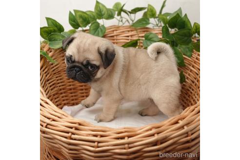 成約済の愛媛県のパグ-169869の3枚目