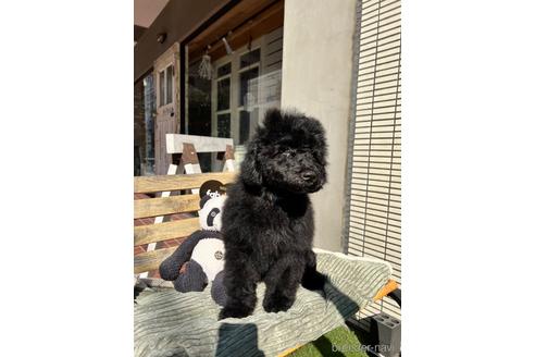 成約済の東京都のその他の犬種-160723の20枚目