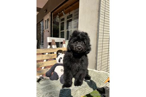 成約済の東京都のその他の犬種-160723の19枚目