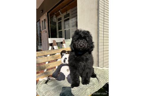 成約済の東京都のその他の犬種-160723の18枚目
