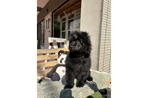 成約済の東京都のその他の犬種-160723の17枚目