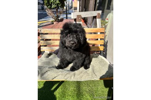 成約済の東京都のその他の犬種-160723の16枚目