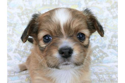 成約済の千葉県のミックス犬-169890の8枚目