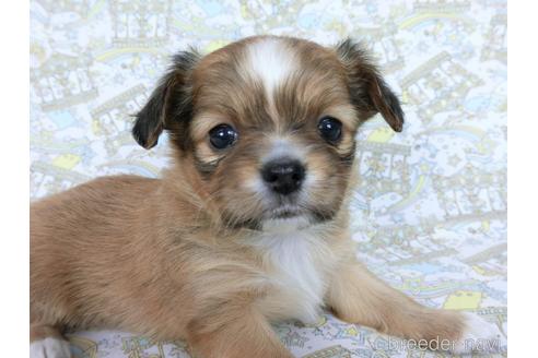 成約済の千葉県のミックス犬-169890の7枚目