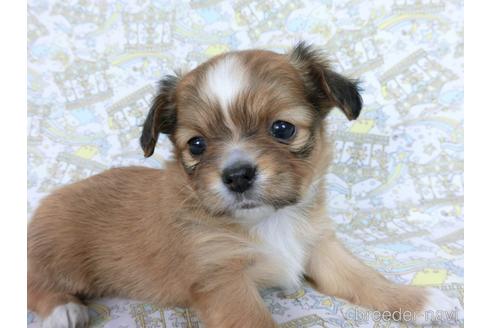 成約済の千葉県のミックス犬-169890の6枚目