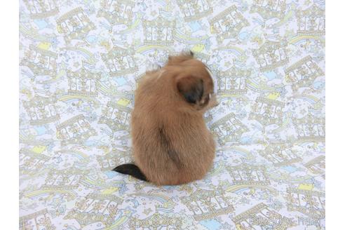 成約済の千葉県のミックス犬-169890の5枚目