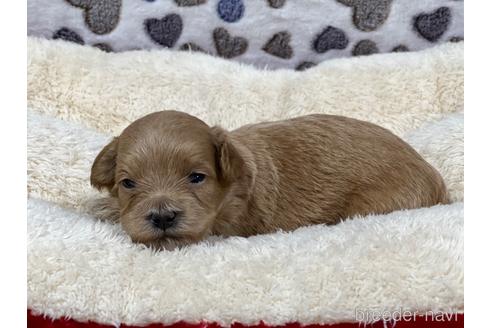 成約済の香川県のマルプー:マルチーズ×トイプードル-169899