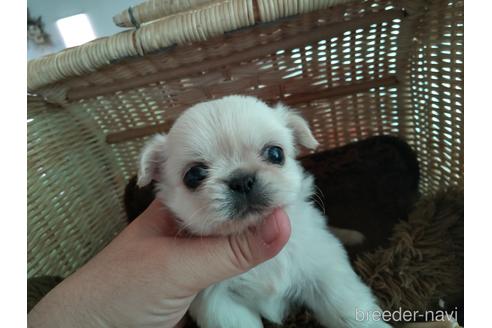 成約済の愛知県のミックス犬-169181の1枚目