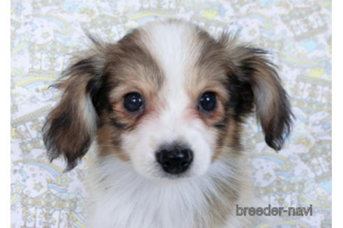 成約済の千葉県のパピヨン-166236の1枚目