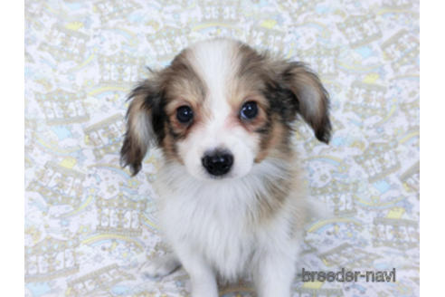 成約済の千葉県のパピヨン-166236の3枚目