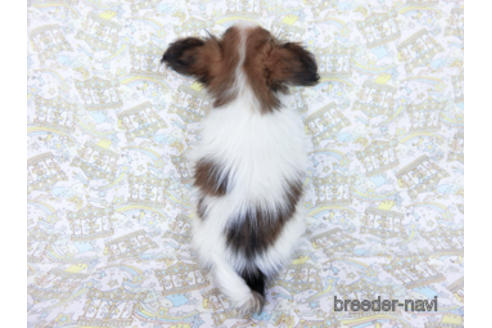 成約済の千葉県のパピヨン-166227の4枚目