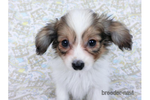 成約済の千葉県のパピヨン-166227の3枚目