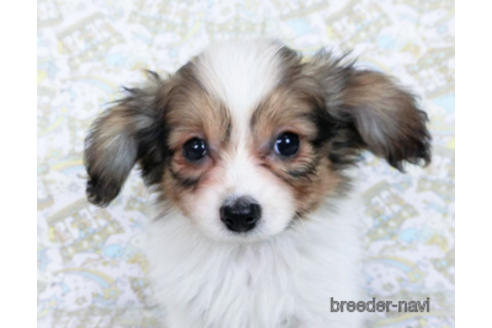 成約済の千葉県のパピヨン-166227の2枚目