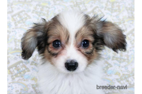 成約済の千葉県のパピヨン-166227の1枚目