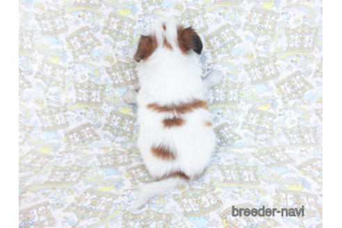 成約済の千葉県のパピヨン-169919の8枚目