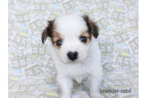 成約済の千葉県のパピヨン-169919の7枚目