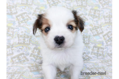 成約済の千葉県のパピヨン-169919の6枚目