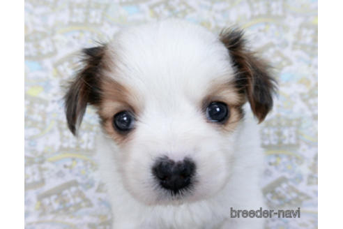 成約済の千葉県のパピヨン-169919の5枚目