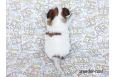 成約済の千葉県のパピヨン-169920の22枚目