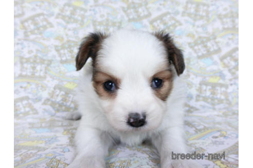 成約済の千葉県のパピヨン-169920の21枚目