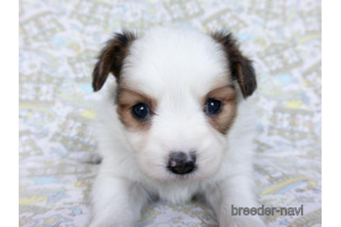 成約済の千葉県のパピヨン-169920の20枚目