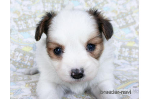 成約済の千葉県のパピヨン-169920の19枚目