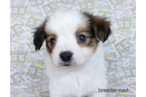 成約済の千葉県のパピヨン-169921の11枚目