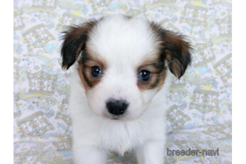 成約済の千葉県のパピヨン-169921の10枚目