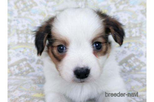 成約済の千葉県のパピヨン-169921の9枚目