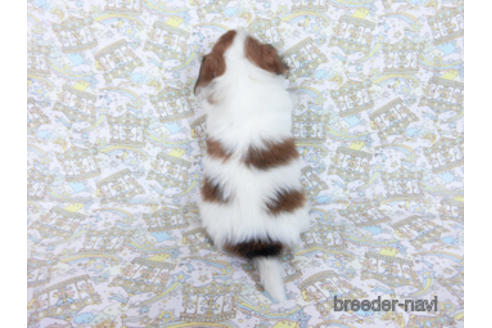 成約済の千葉県のパピヨン-169924の4枚目