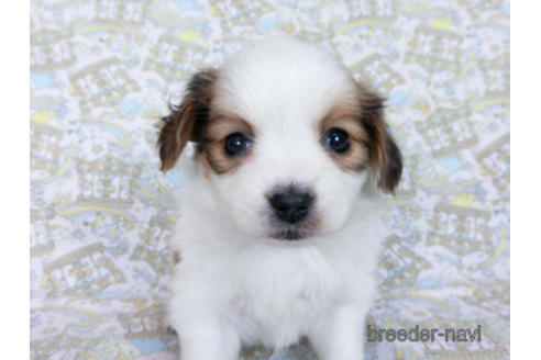 成約済の千葉県のパピヨン-169924の3枚目