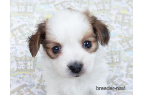 成約済の千葉県のパピヨン-169924の2枚目