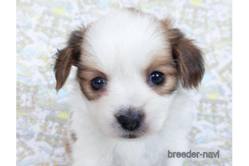 成約済の千葉県のパピヨン-169924