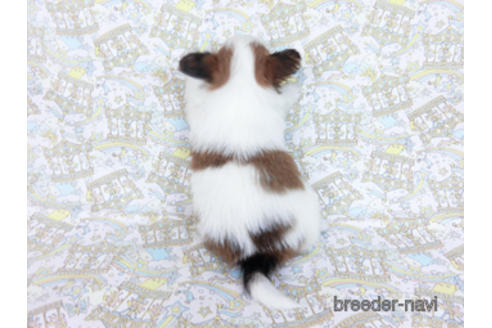 成約済の千葉県のパピヨン-169929の4枚目