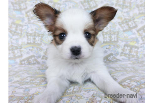 成約済の千葉県のパピヨン-169929の3枚目