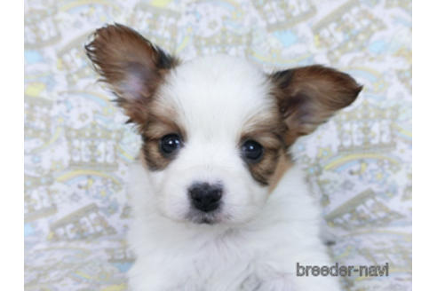 成約済の千葉県のパピヨン-169929の2枚目